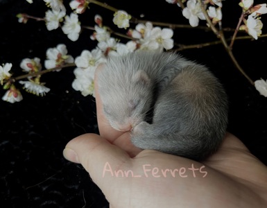 Малюки Фретки, тхора, тхорики, хорьки