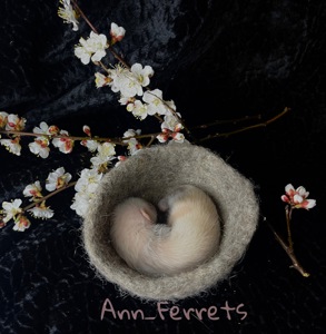 Малюки Фретки, тхора, тхорики, хорьки