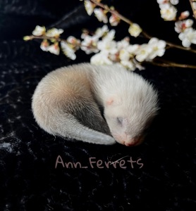 Малюки Фретки, тхора, тхорики, хорьки