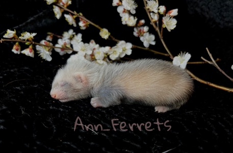 Малюки Фретки, тхора, тхорики, хорьки