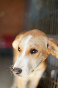 Цуценя з сумними очима мріє про родину!