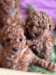 Цуценята дівчата та хлопці готові по дружного спілкування