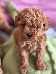 Цуценята дівчата та хлопці готові по дружного спілкування