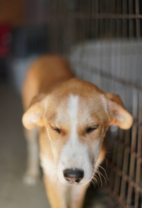 Цуценя з сумними очима мріє про родину!