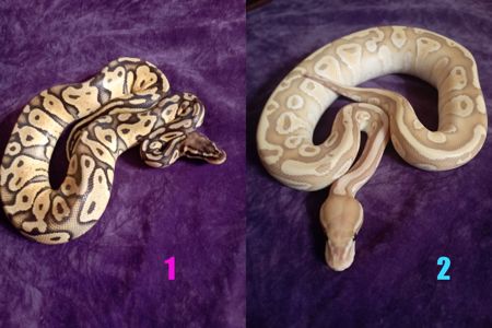 Пітони королівскі. Самка та Самець
