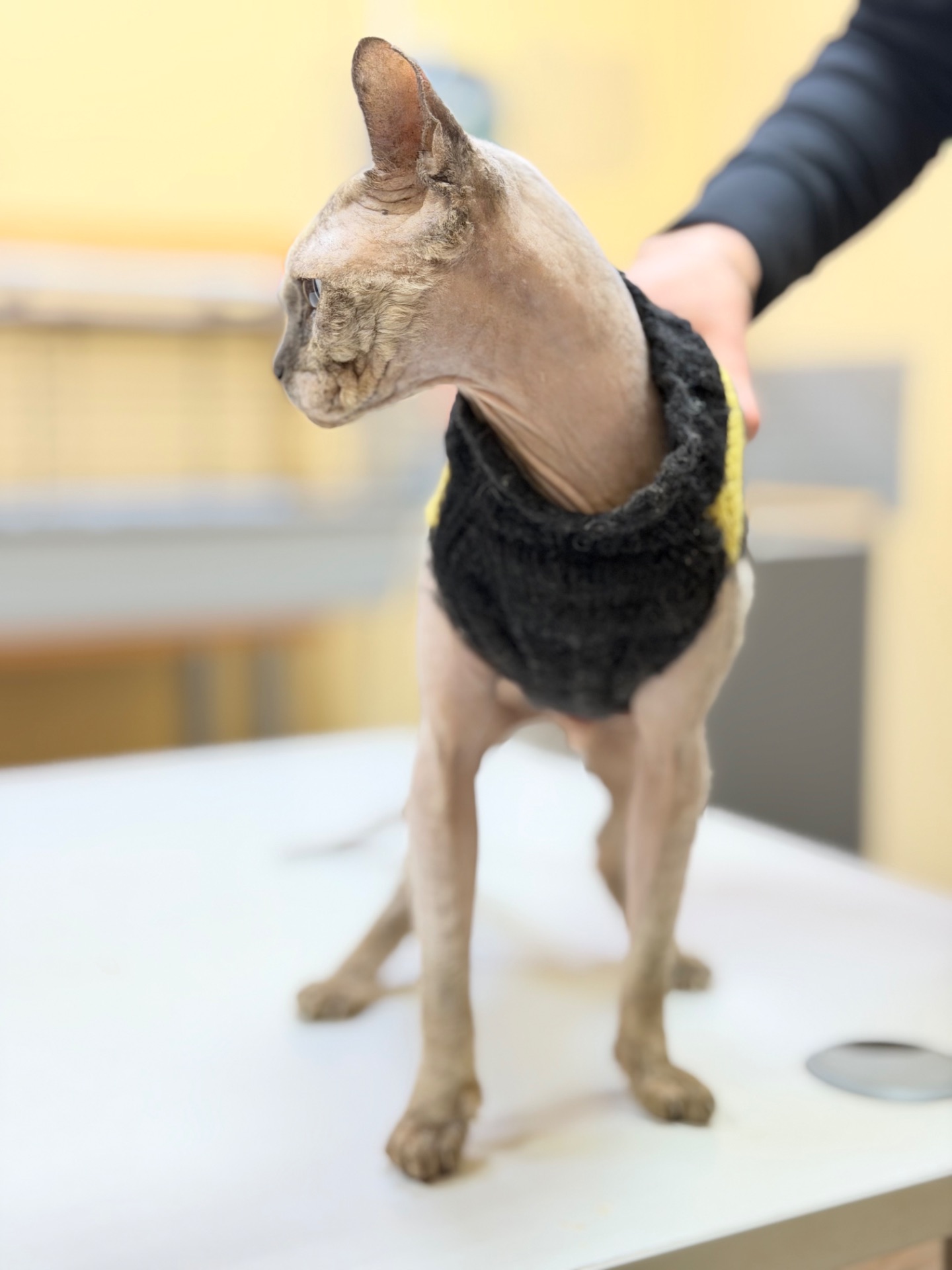 Кішка шукає дім