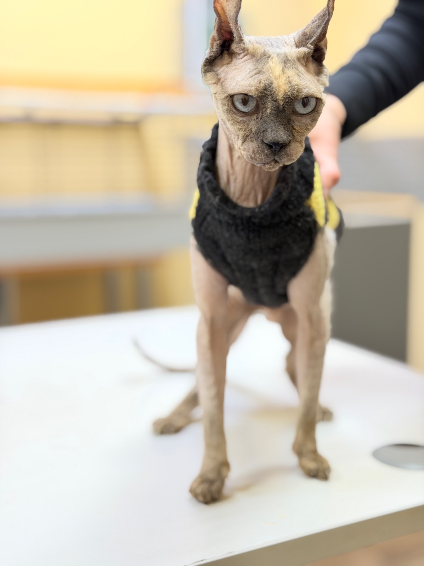 Кішка шукає дім