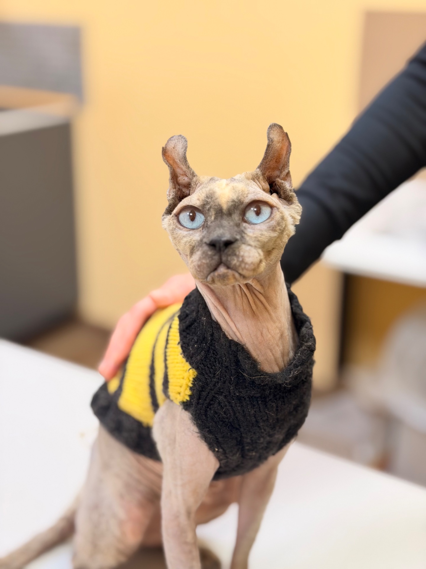 Кішка шукає дім