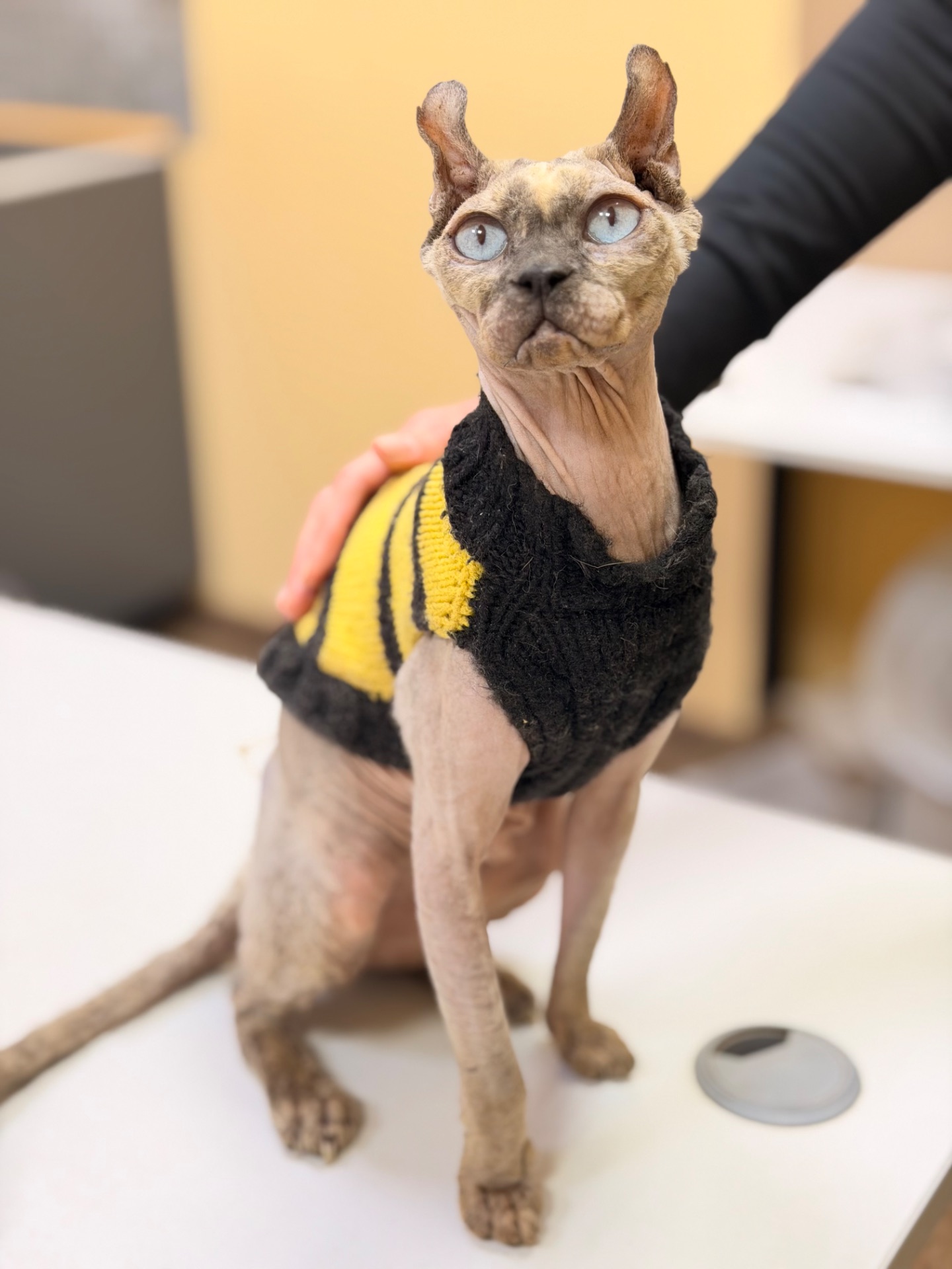 Кішка шукає дім