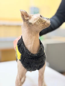 Кішка шукає дім