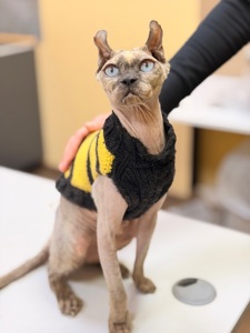 Кішка шукає дім