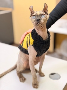 Кішка шукає дім