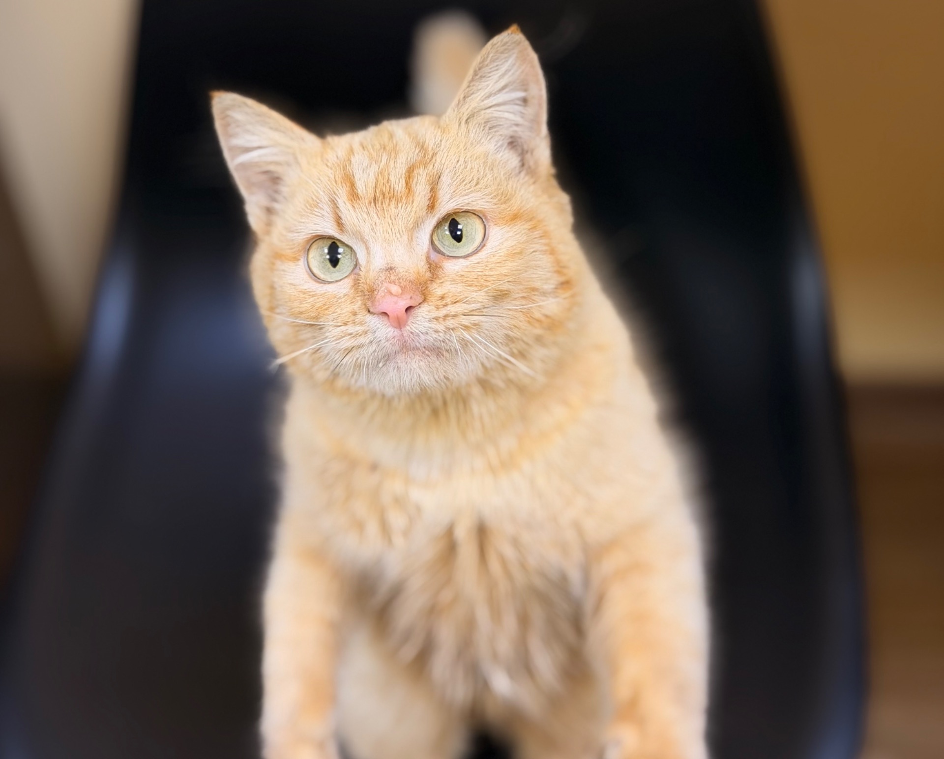 Руди киця шукає дім