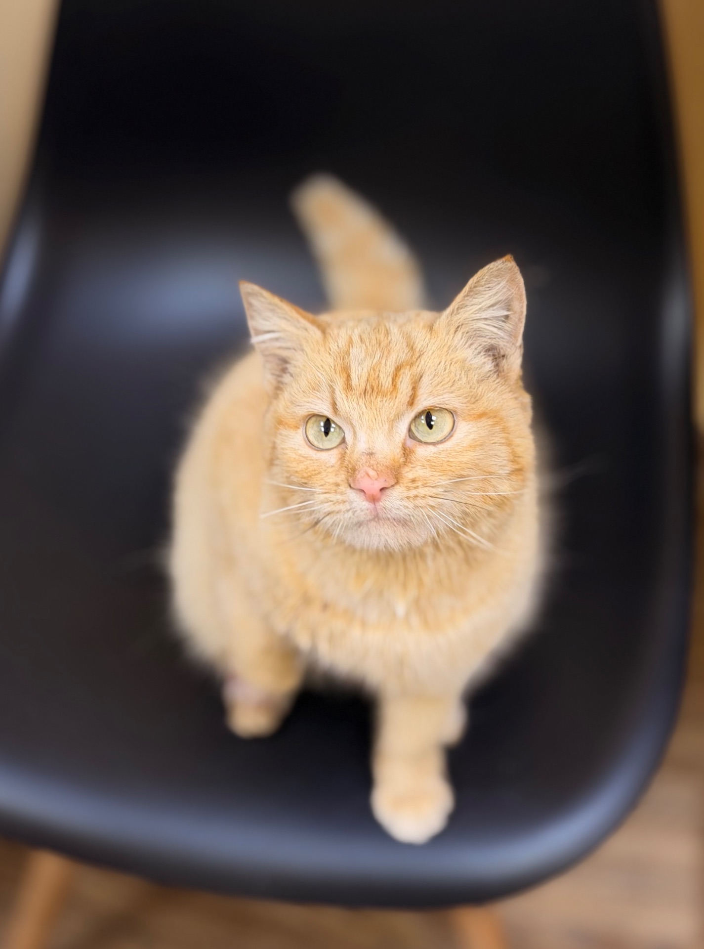 Руди киця шукає дім