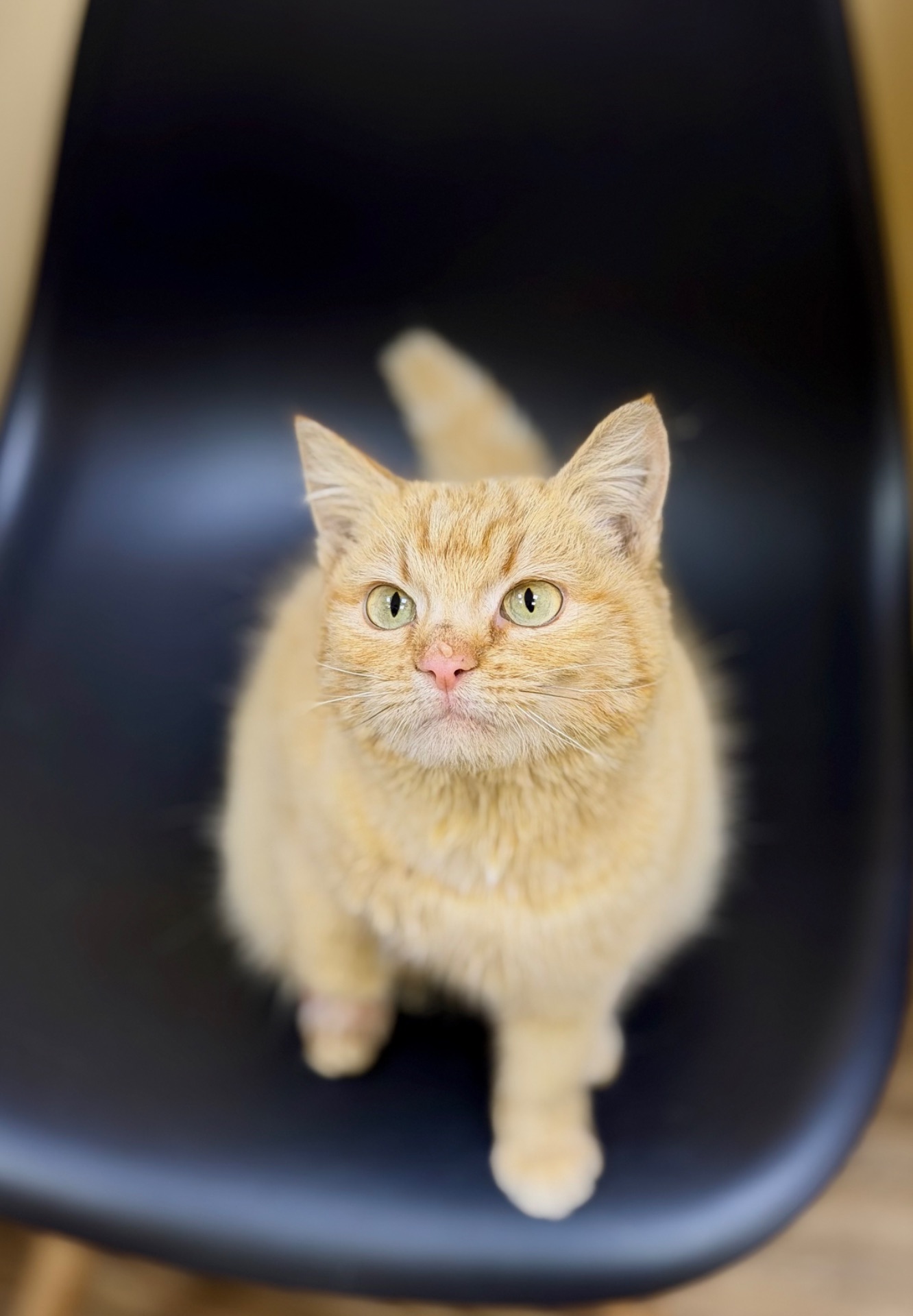 Руди киця шукає дім