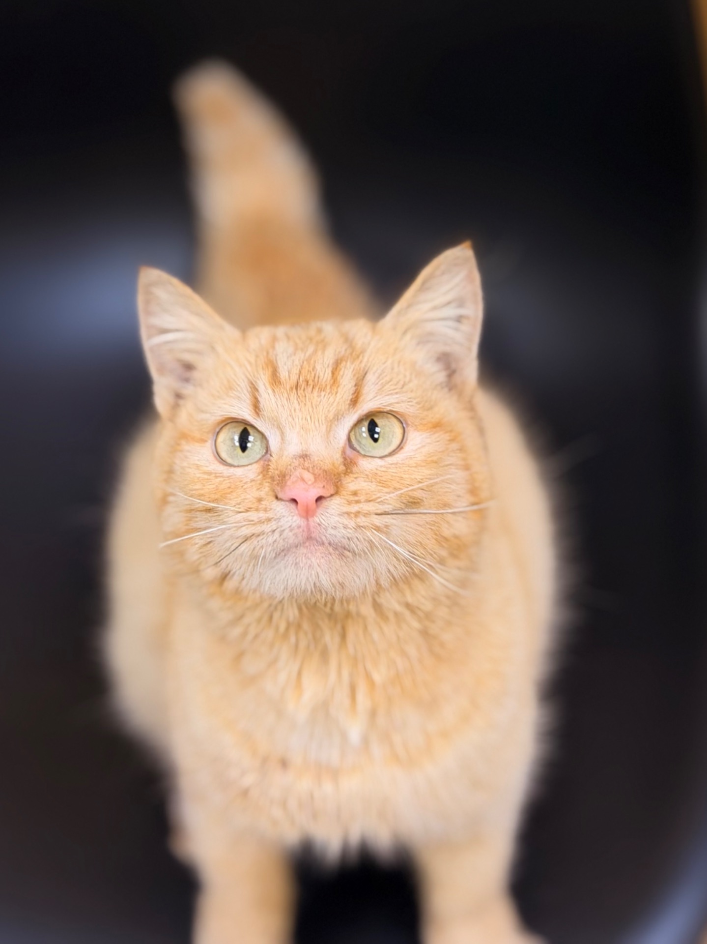 Руди киця шукає дім