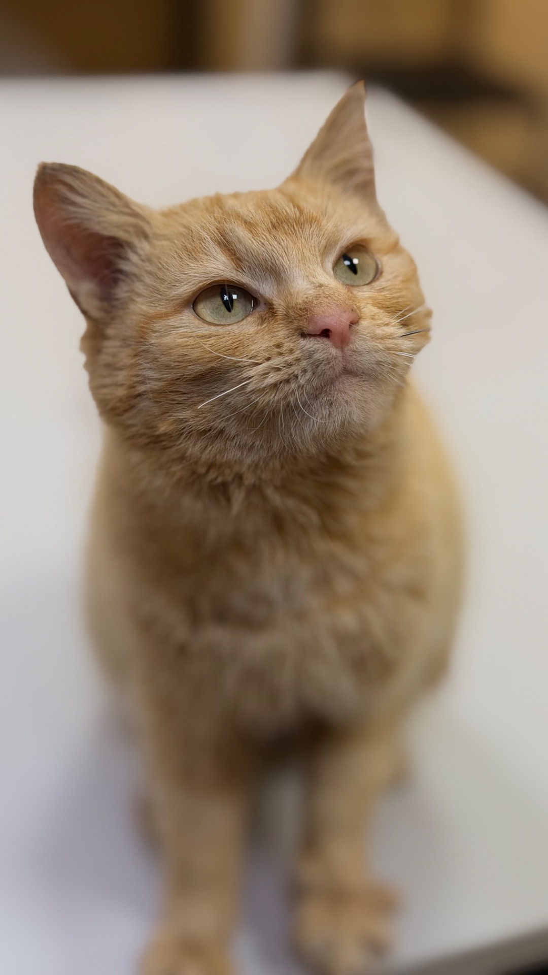 Руди киця шукає дім