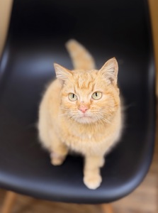 Руди киця шукає дім