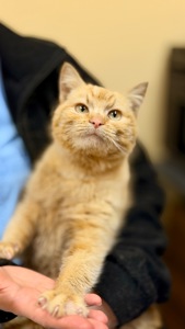 Руди киця шукає дім