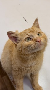 Руди киця шукає дім