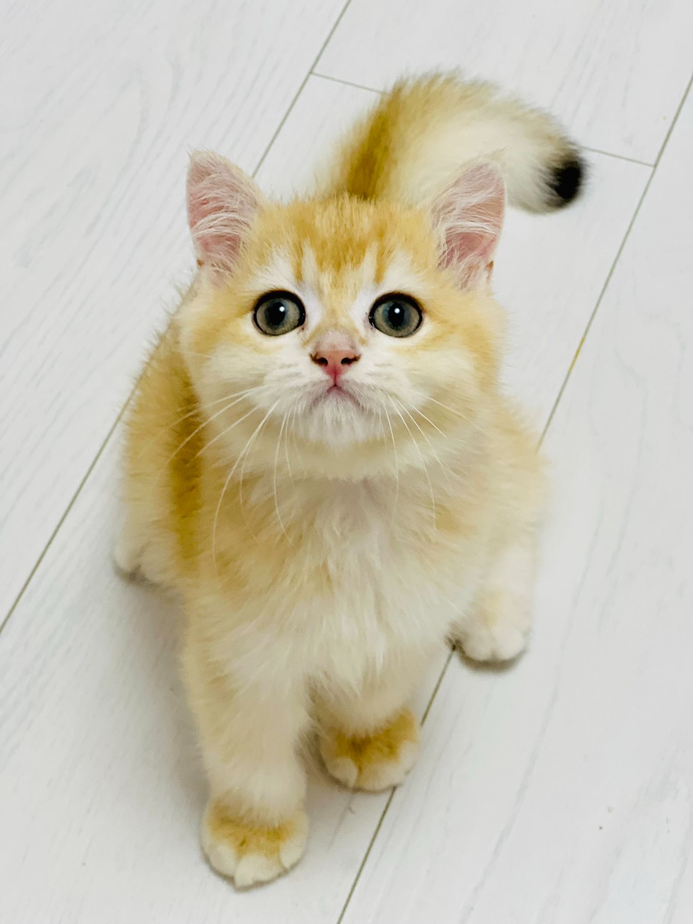 Британская золотая шиншилла