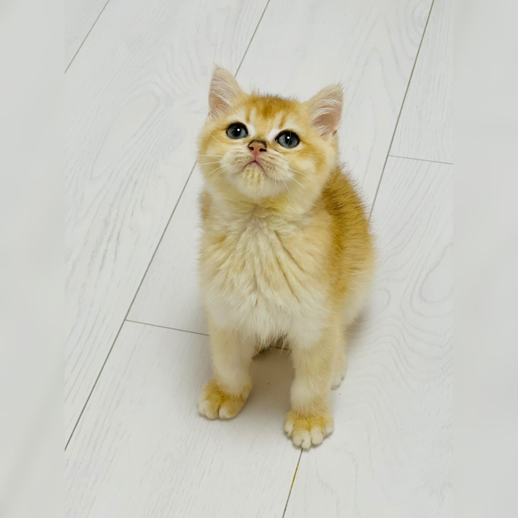 Британська золота шиншилла