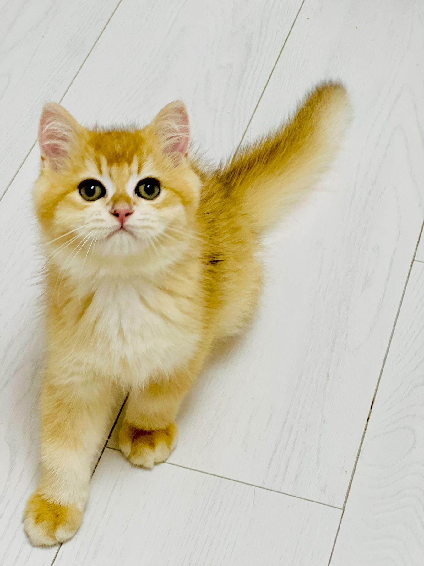 Золотая шиншилла