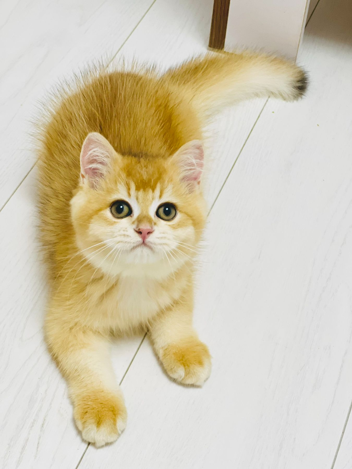 Золотая шиншилла