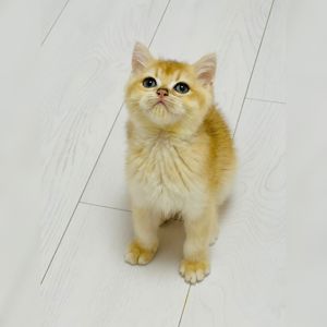 Британська золота шиншилла