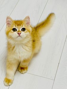 Золотая шиншилла