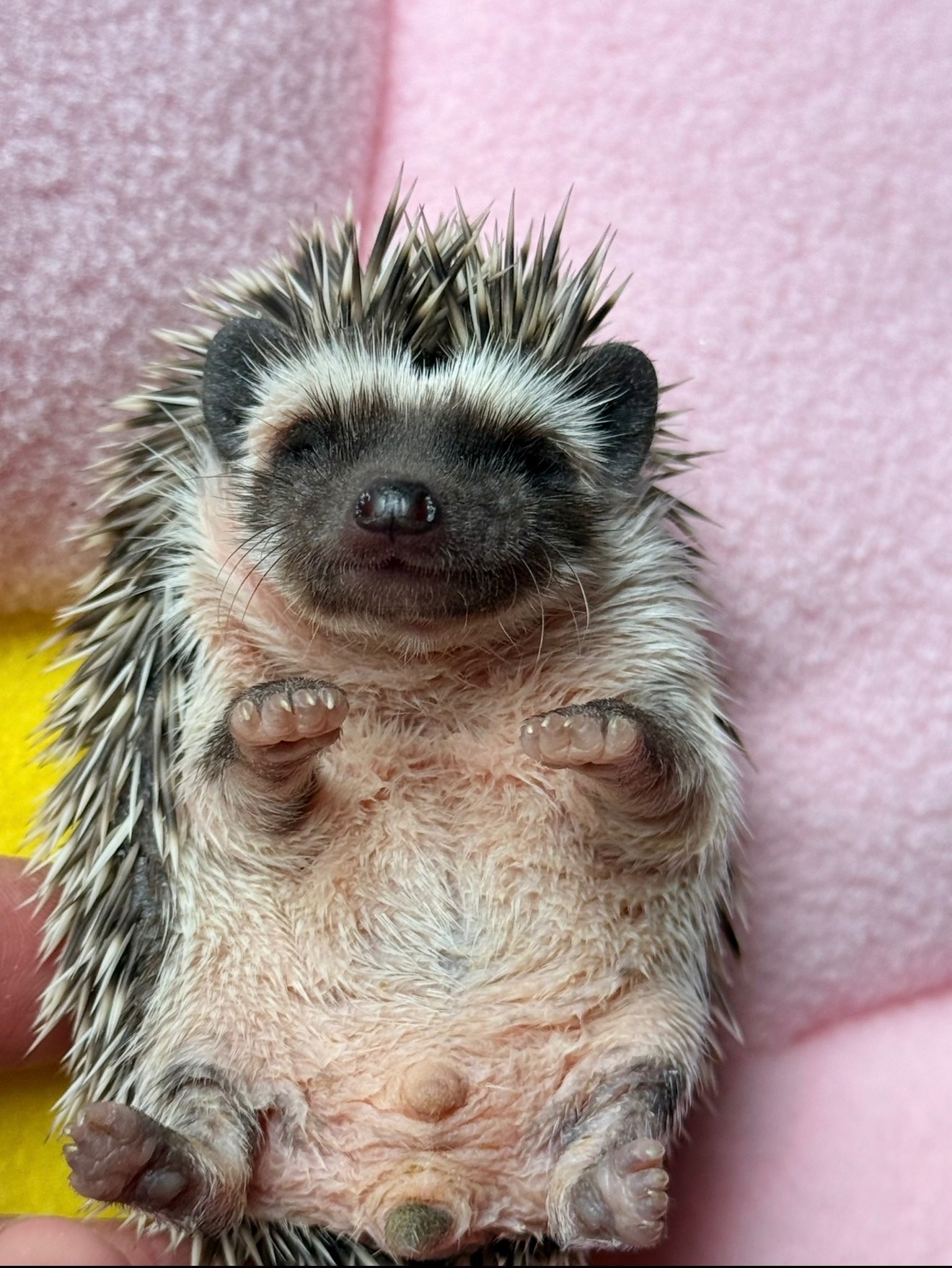 Домашні малючки африканського їжачка