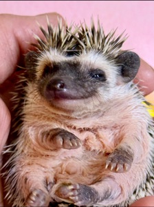 Домашні малючки африканського їжачка