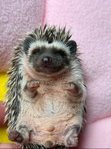 Домашні малючки африканського їжачка