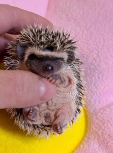 Домашні малючки африканського їжачка