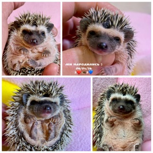 Домашні малючки африканського їжачка