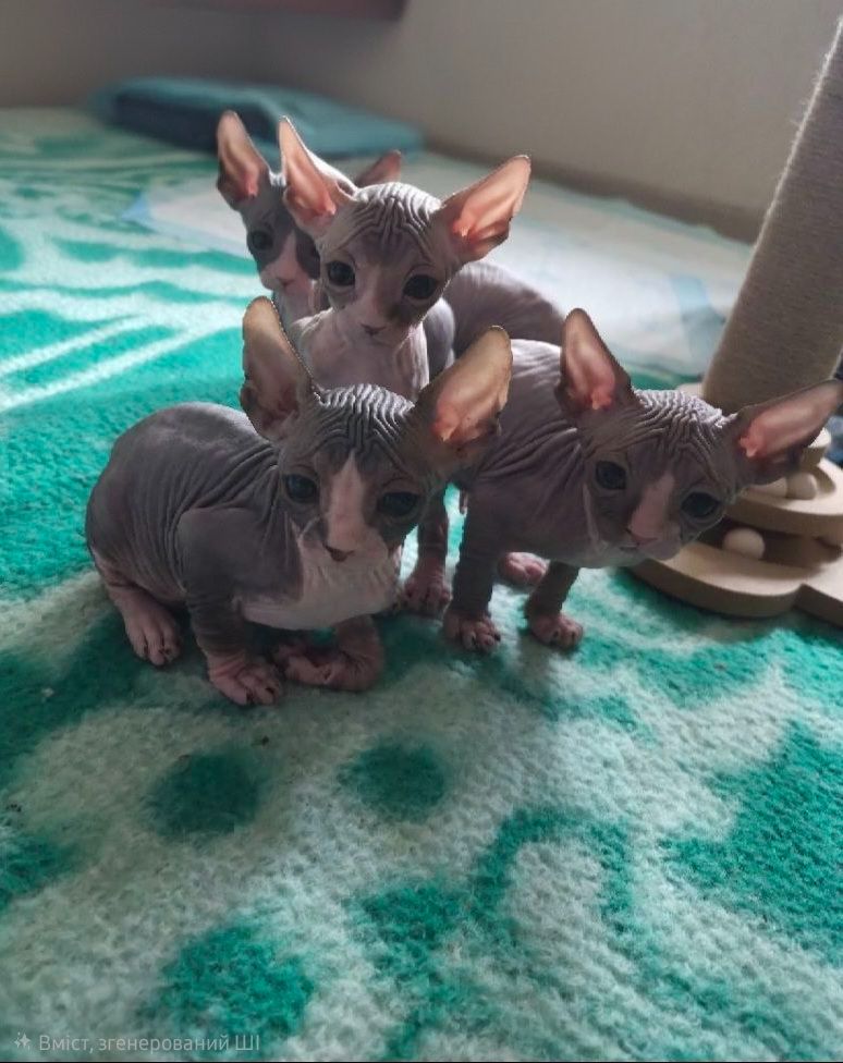 Канадський сфінкс, кошенята