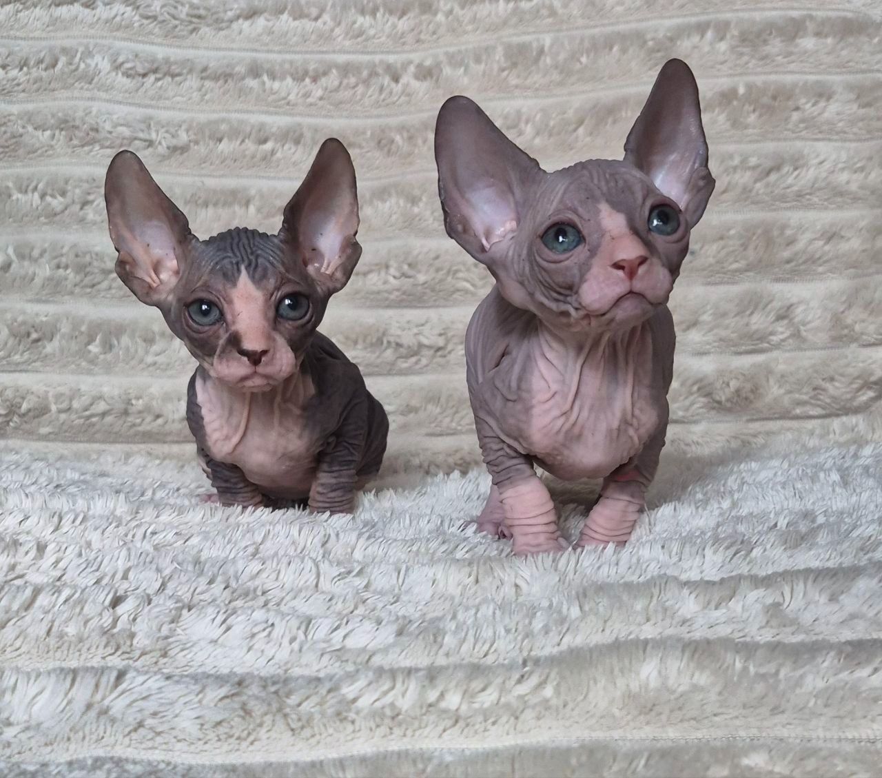 Канадський сфінкс, кошенята