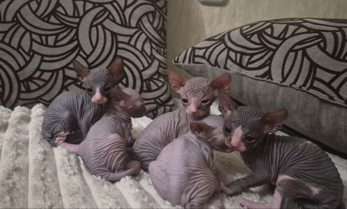 Канадський сфінкс, кошенята