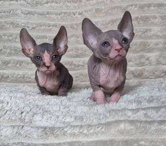 Канадський сфінкс, кошенята