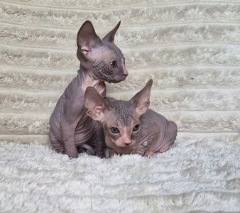 Канадський сфінкс, кошенята
