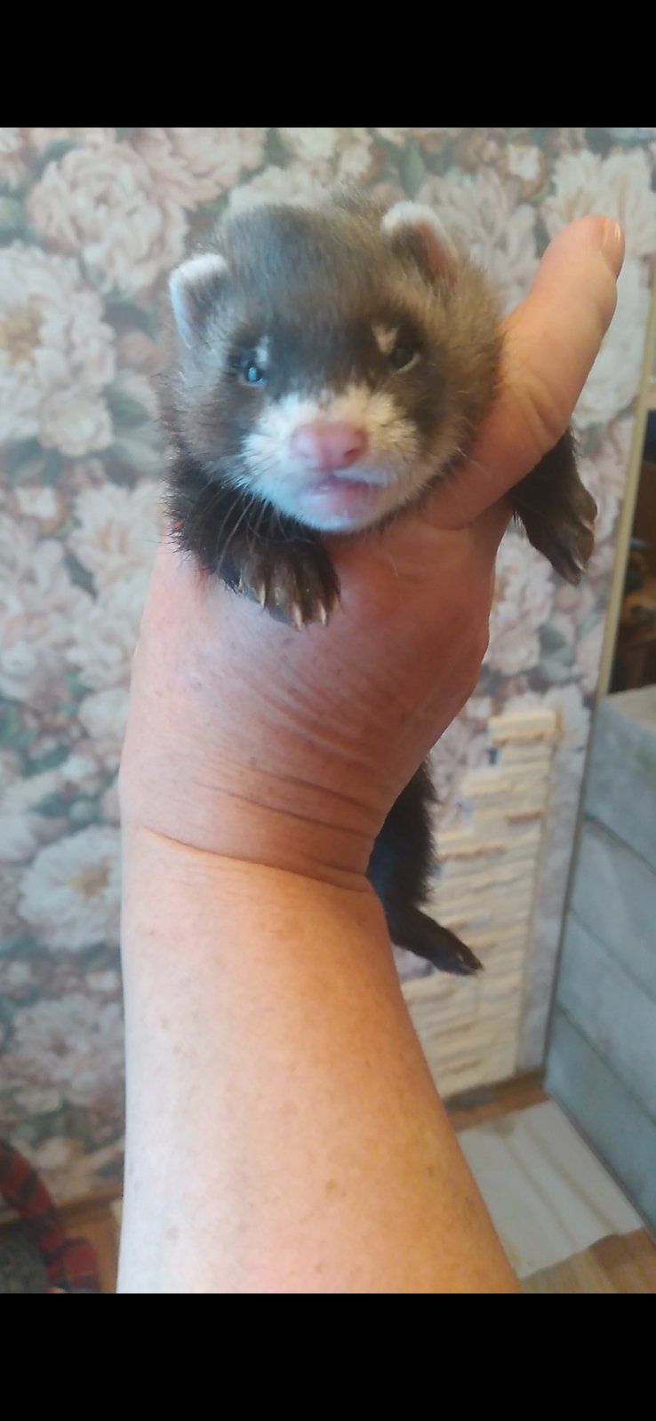 Домашние хорьки