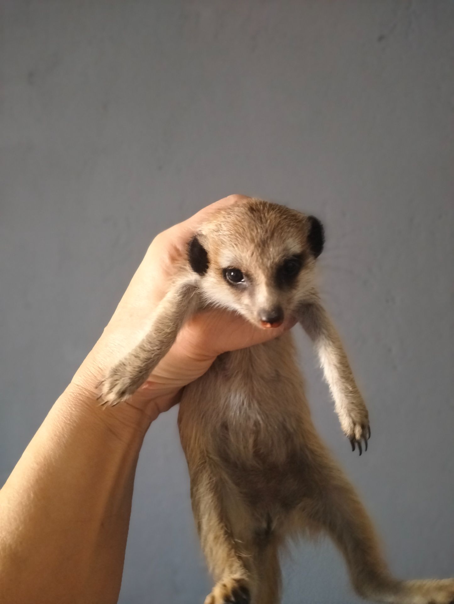 Сурикат ручний Kalahari