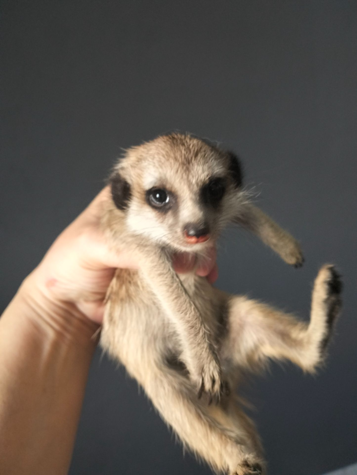 Сурикат ручний Kalahari