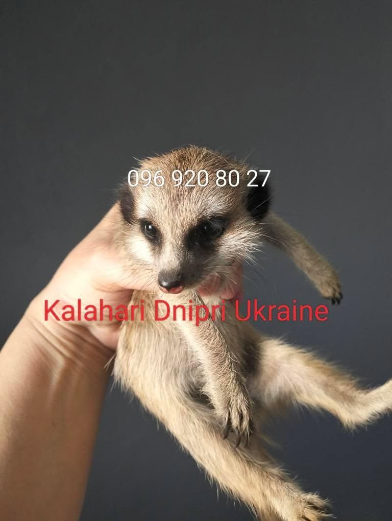 Сурикат ручний Kalahari