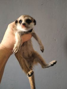 Сурикат ручний Kalahari