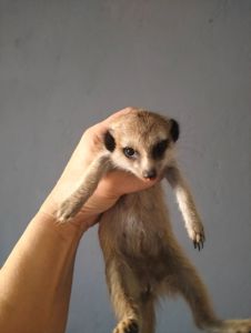 Сурикат ручний Kalahari