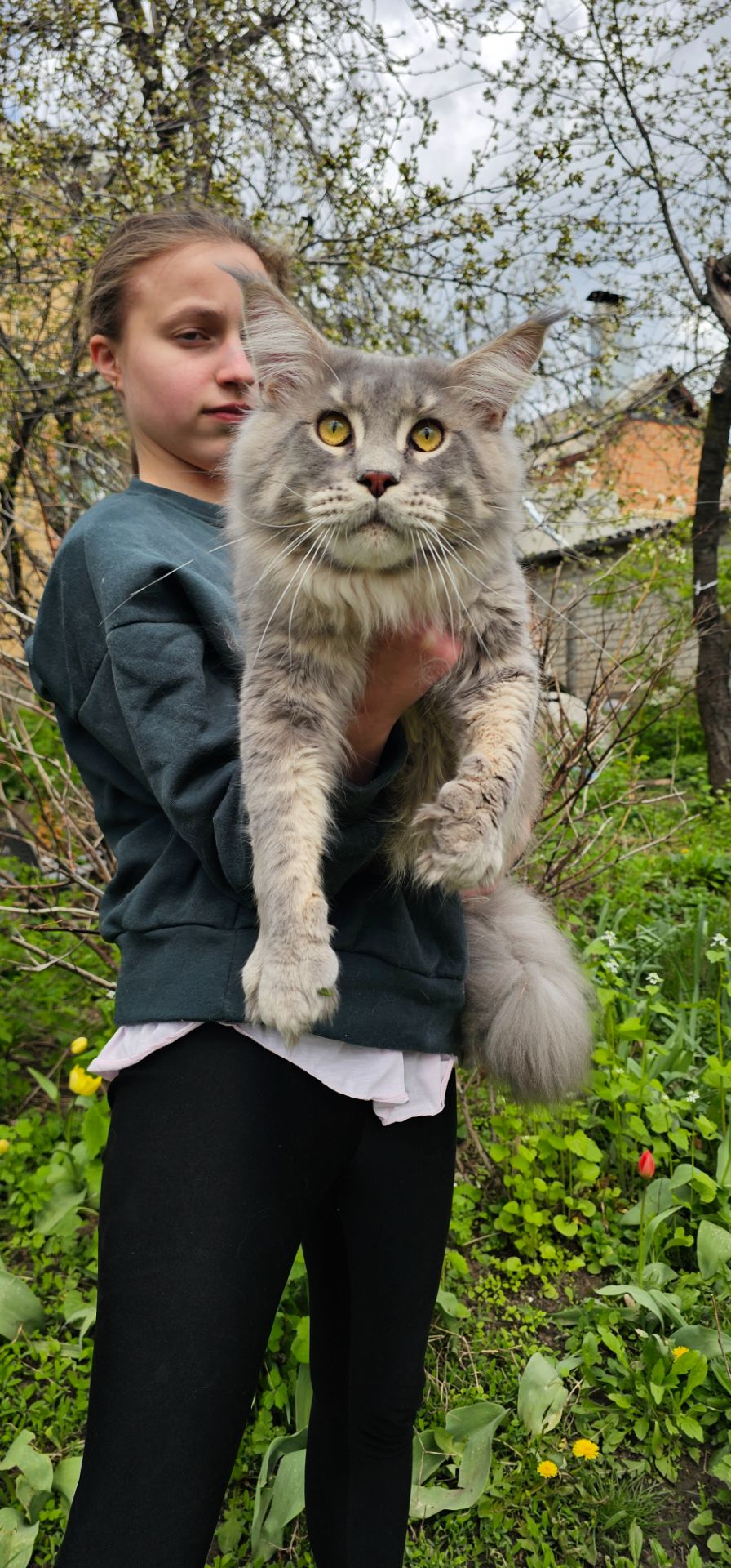 Грей большой мальчик мейн кун