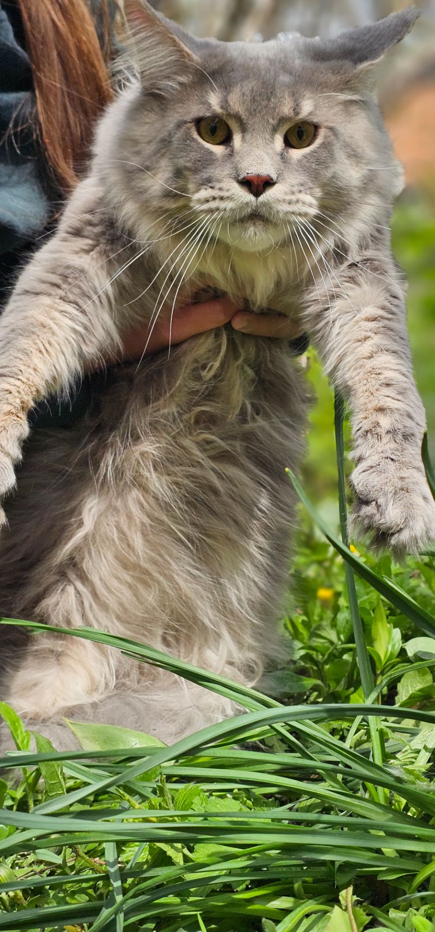 Грей большой мальчик мейн кун