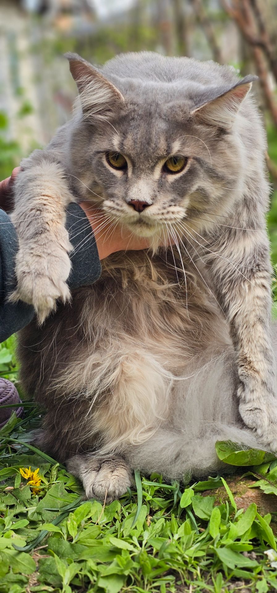 Грей большой мальчик мейн кун