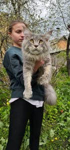 Грей большой мальчик мейн кун